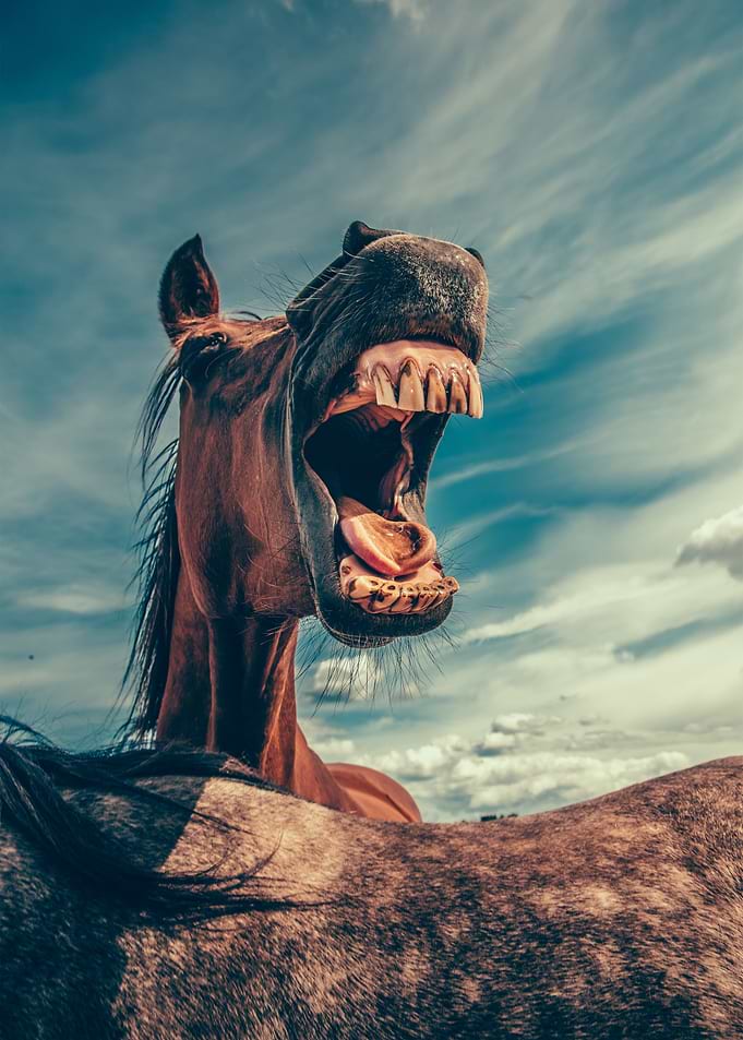 Funny Horse Teeth Laugh