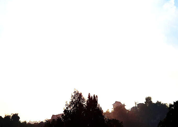 tree and sky secrets