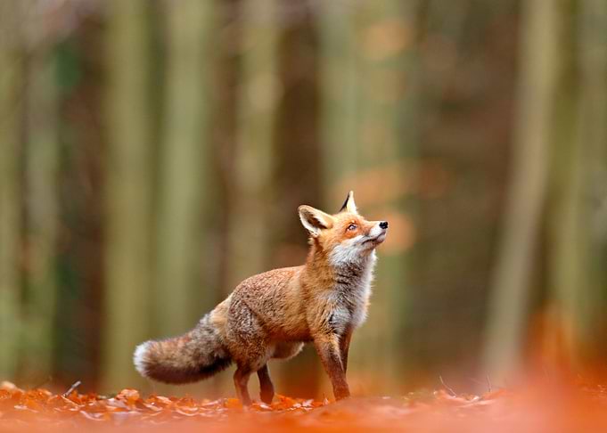 Vulpes Wildlife Landscape