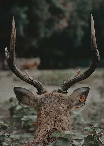 Deer in the Forest