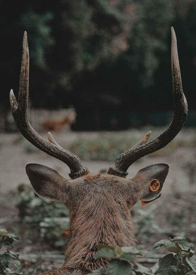 Deer in the Forest