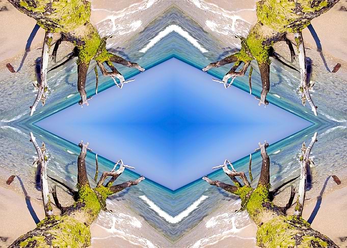 tree trunks on the beach