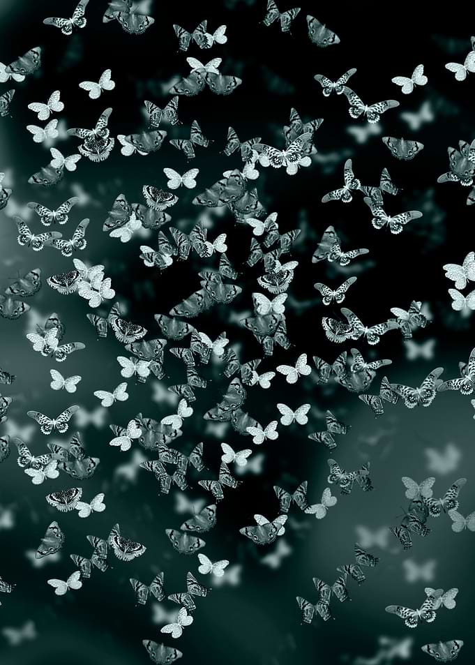 Night butterflies