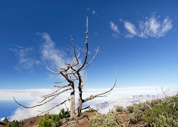 Mountain ridge with tree