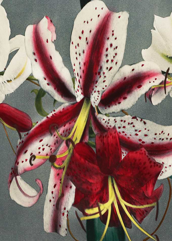 Colorful Lilies Traditiona