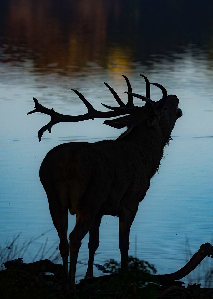 Calling Deer