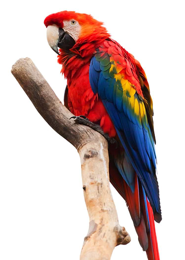 Colored Parrot