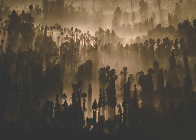 Forest Silhouette