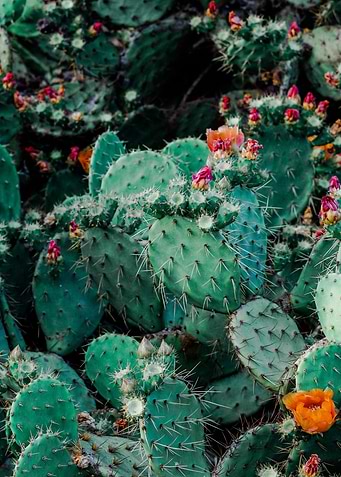Cactus Flower