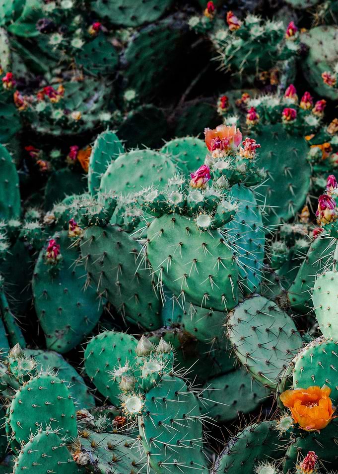 Cactus Flower