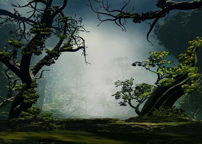 Woods by Night