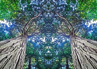 Sequoia Tropical Tree