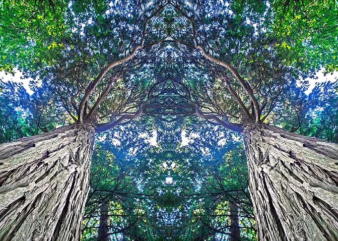Sequoia Tropical Tree