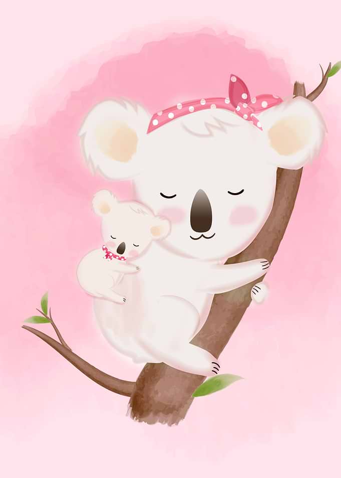 baby koala