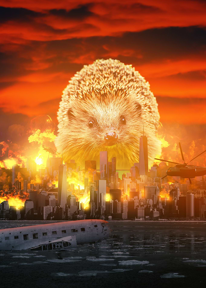 Hedgehog