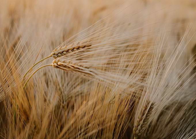 Croped Fields Of Wheat At