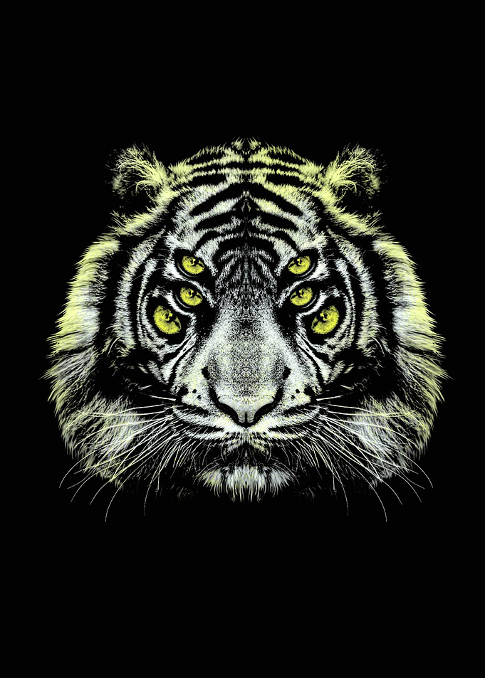 tiger eyes