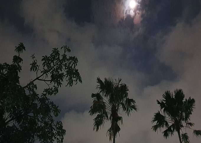 Tree and sky