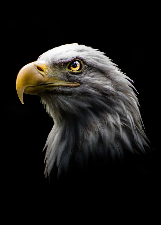 Eagle in the light