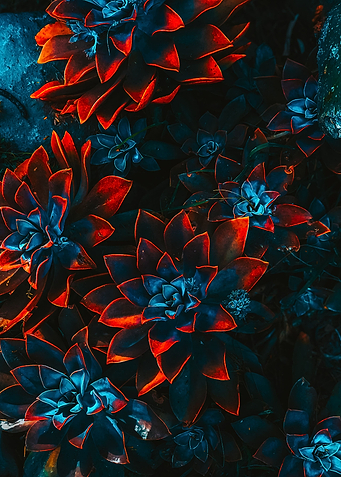 Red and Blue