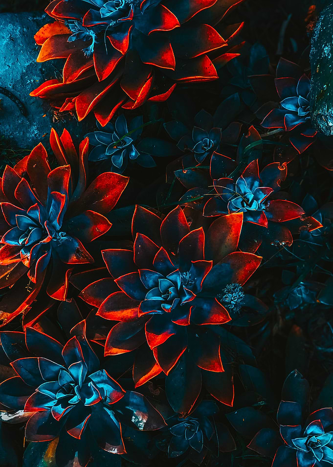 Red and Blue