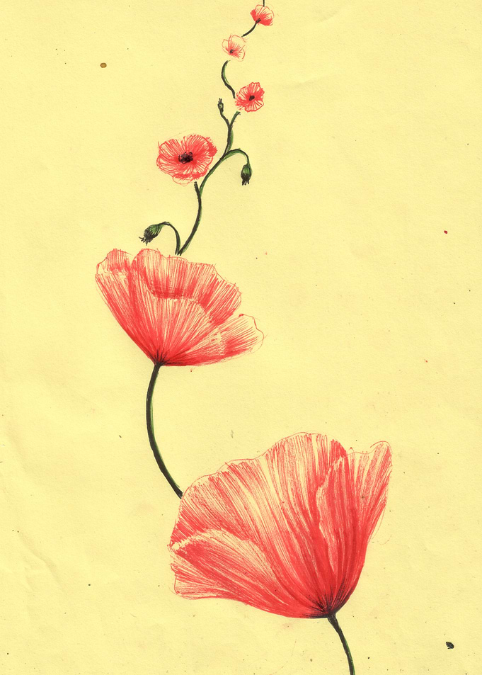 Red poppy flowers