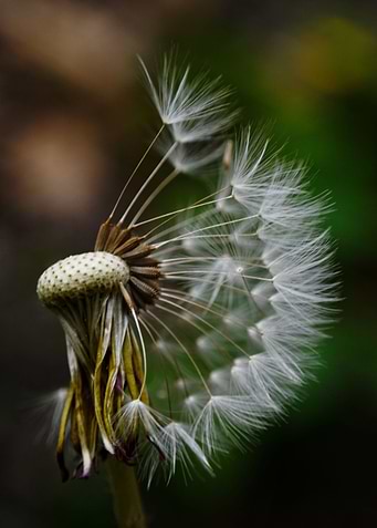A half of dandelion