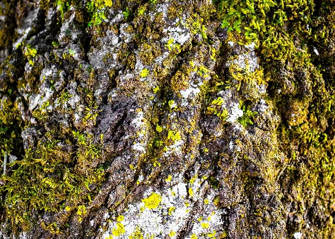 Quercus Faginea