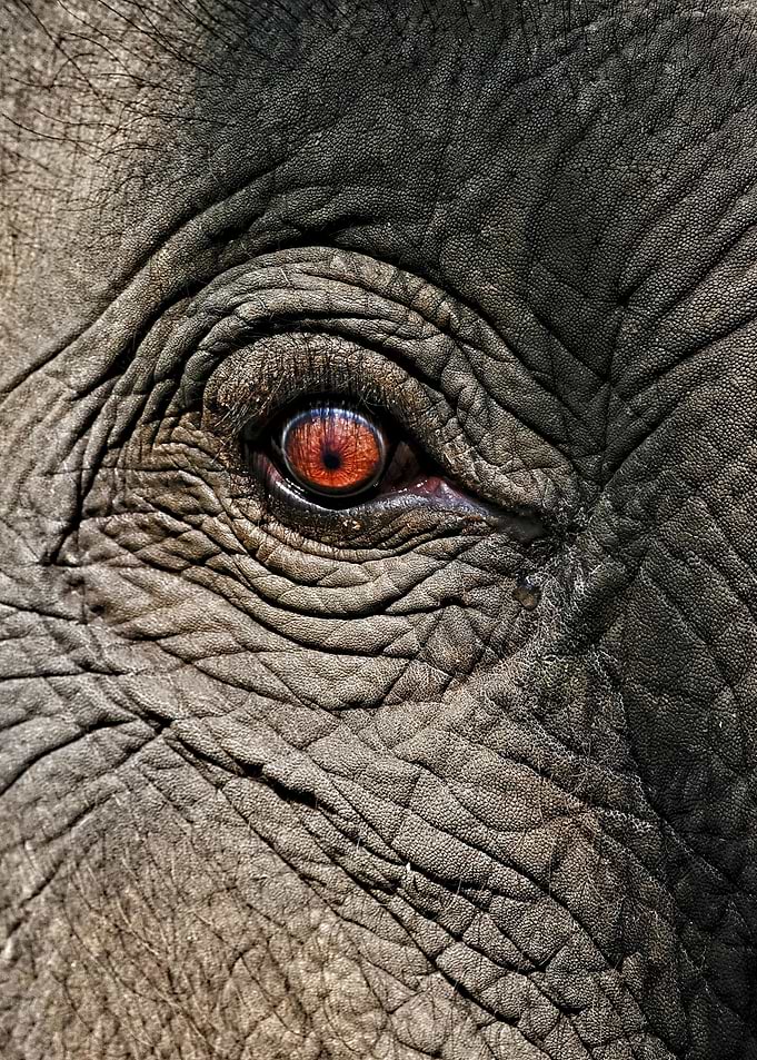 elephant is elephant