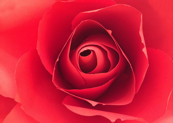 Red rose closed up