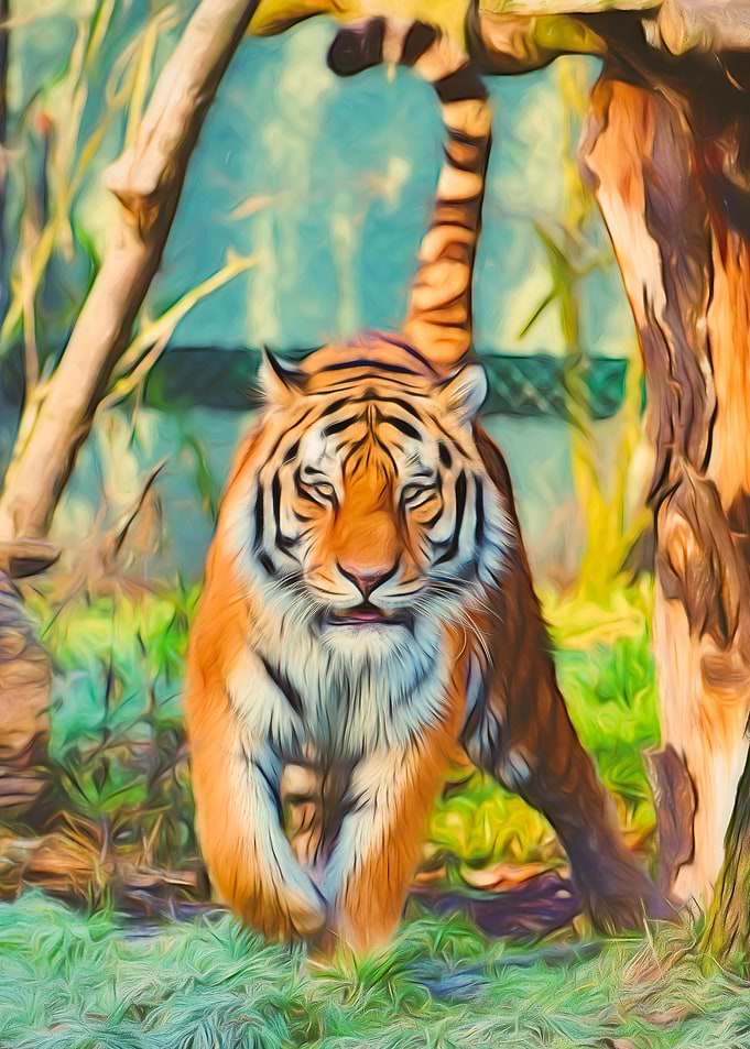 Tiger Stare