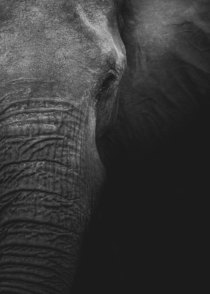 elephant is elephant
