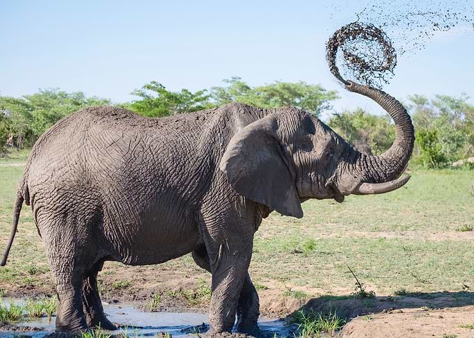 elephant is elephant