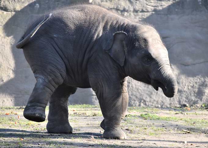 elephant is elephant