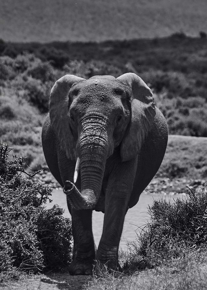 elephant is elephant