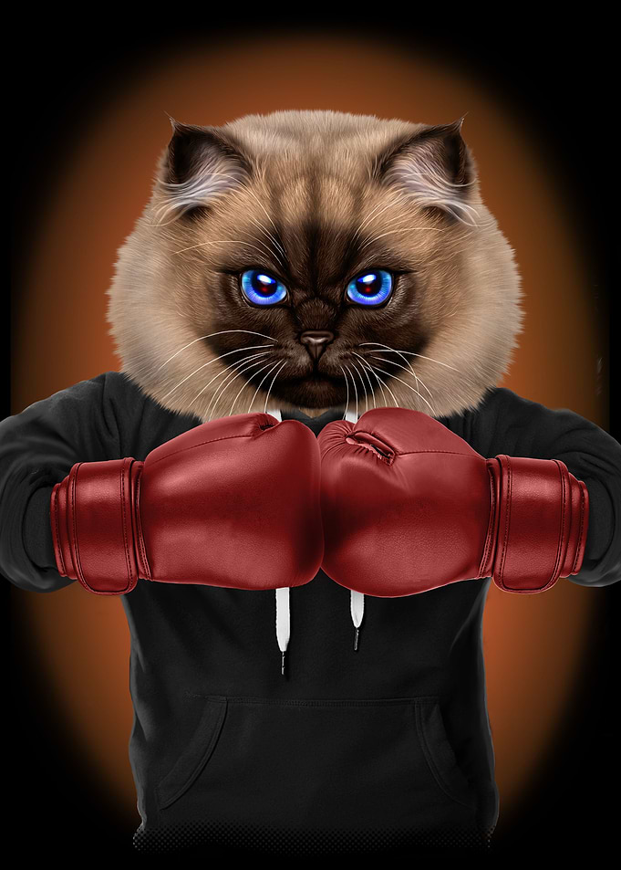 Boxer Cat Boxing Champion