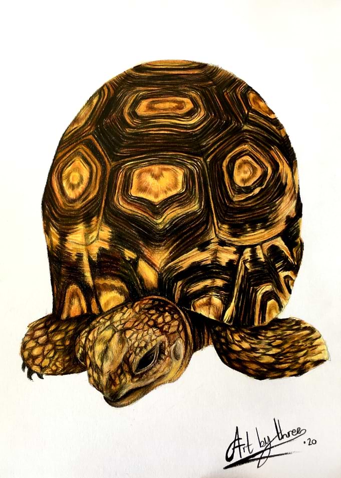 Herbie The Tortoise