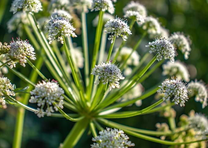 Daucus Carota