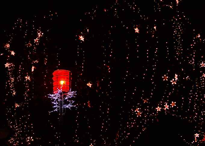 Christmas lights Flowers