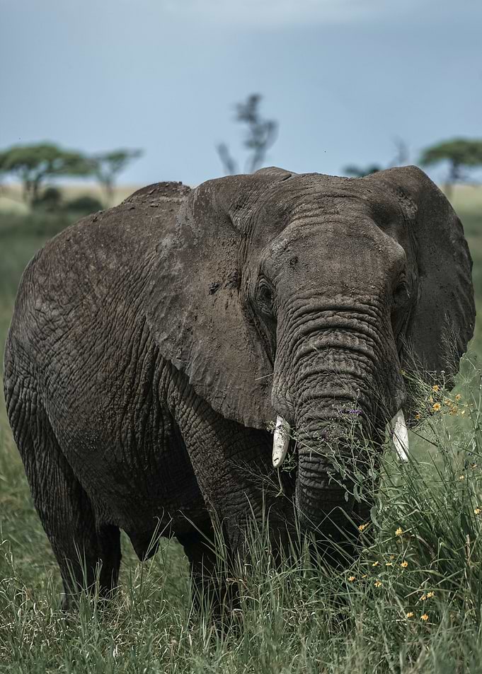 elephant is elephant
