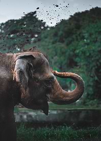 elephant is elephant