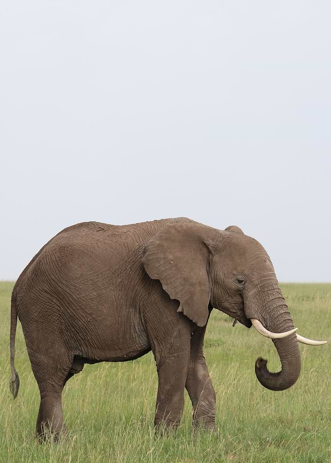 elephant is elephant