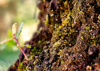 Portuguese Oak Tree