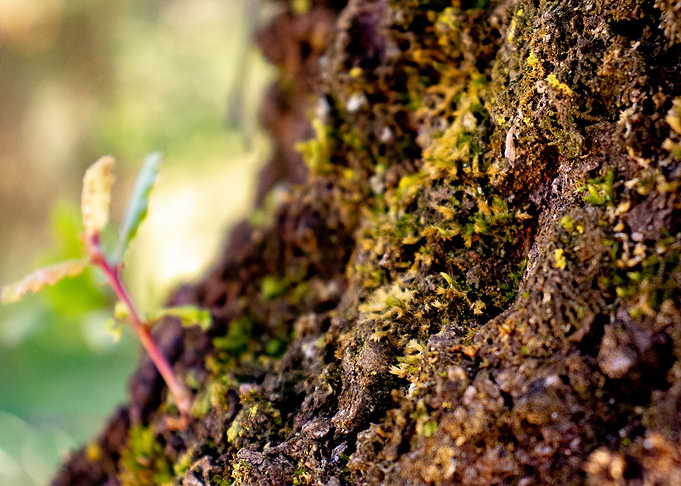 Portuguese Oak Tree