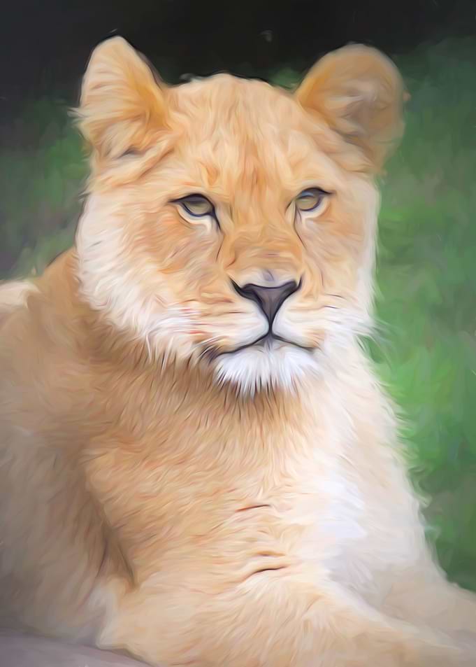 Lioness Portrait
