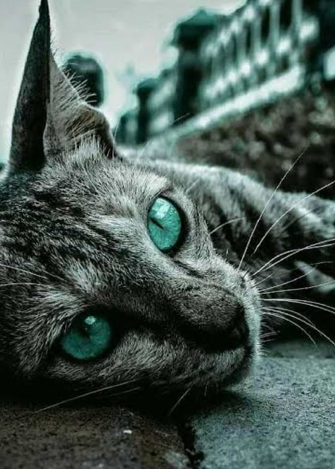 Street Cat