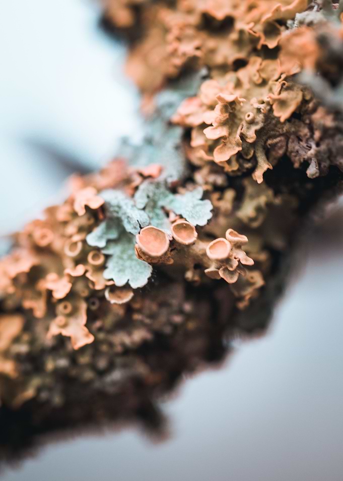 Lichen 2