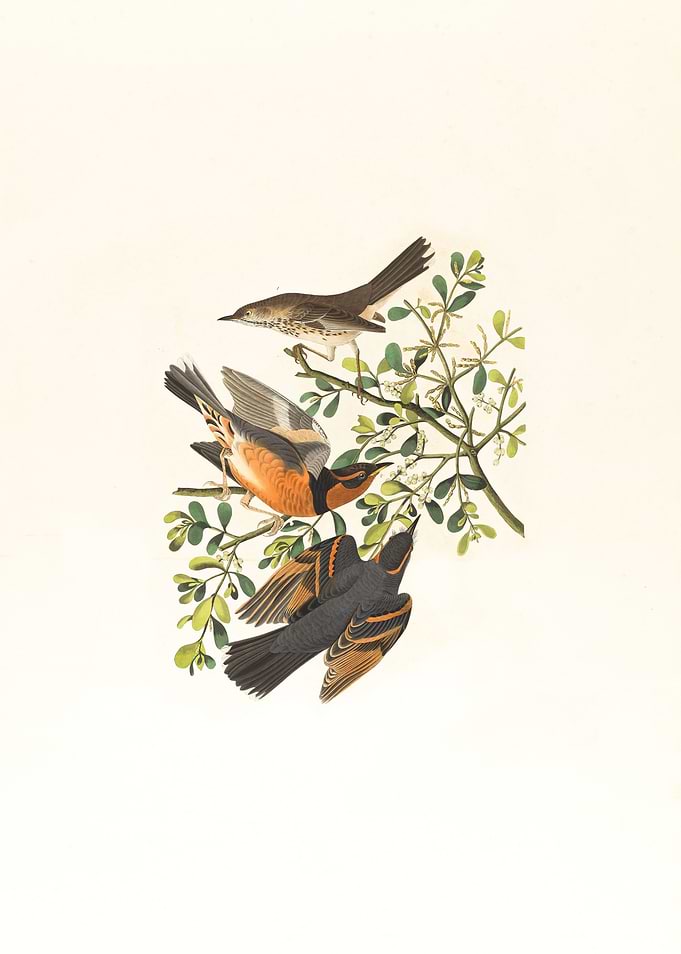 MOCKING BIRD