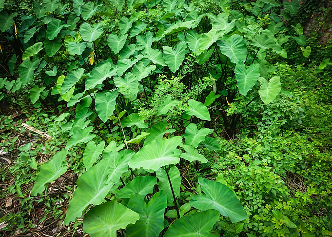 beautiful leaves