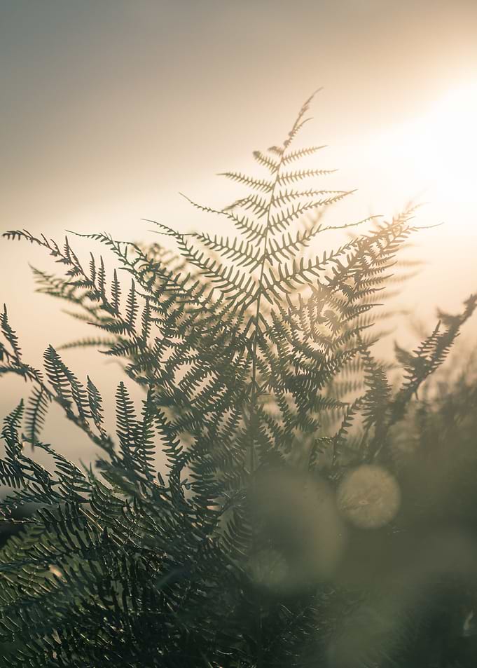 Rising Fern